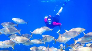 Conoce la Reserva Marina del Mediterráneo en Tabarca