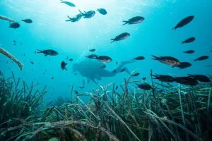 Tabarca sostenible: guía para ser un visitante responsable en la reserva marina