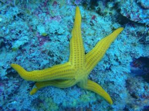 ¿Sabías que Tabarca es un paraíso para el snorkel? Descubre sus mejores zonas